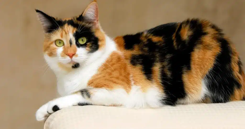 calico cats