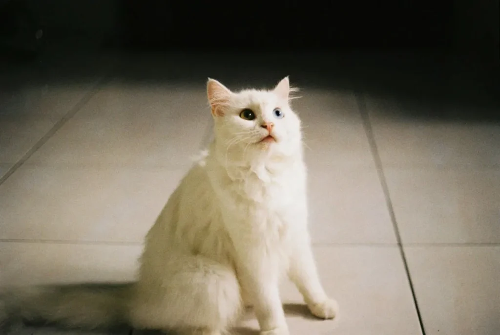 Turkish Angora